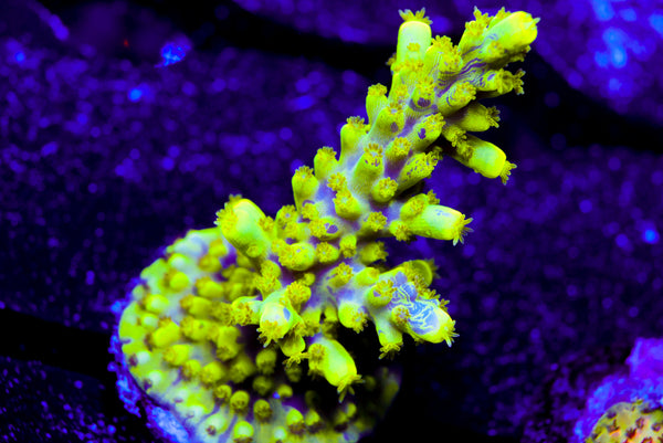 UW Oompa Loompa Splice Acro