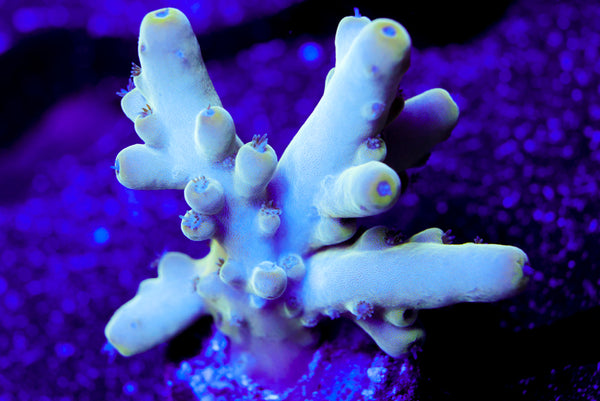 Raising Reef Blue Thunder Acro