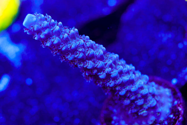 UW Blue Slimer Acro