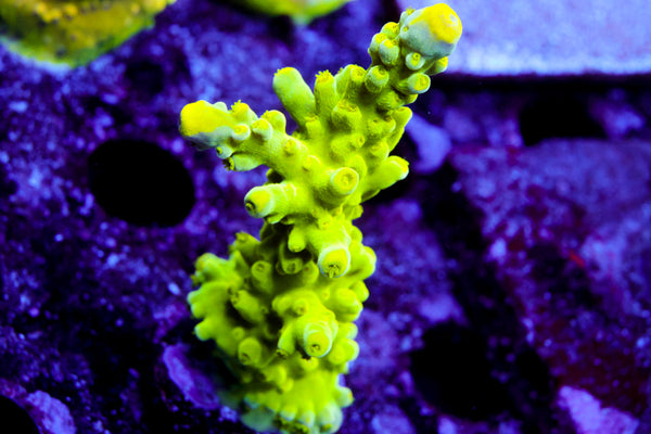 CV Green Lantern Stag Acro
