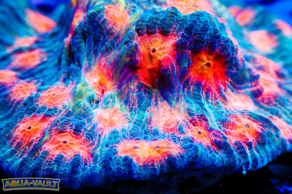 Rainbow Space Chalice