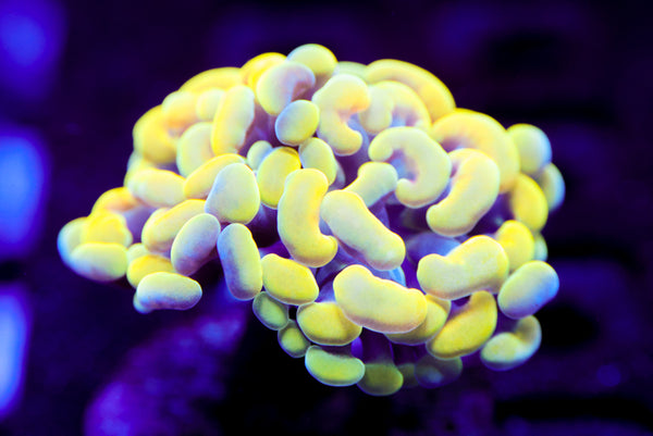 Rainbow Gold Branching Hammer