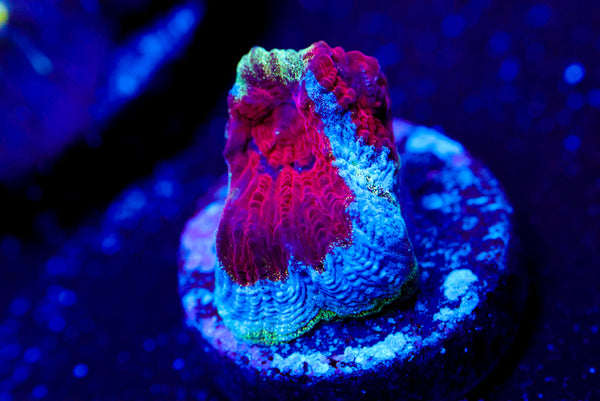 Blue Meltdown Favia