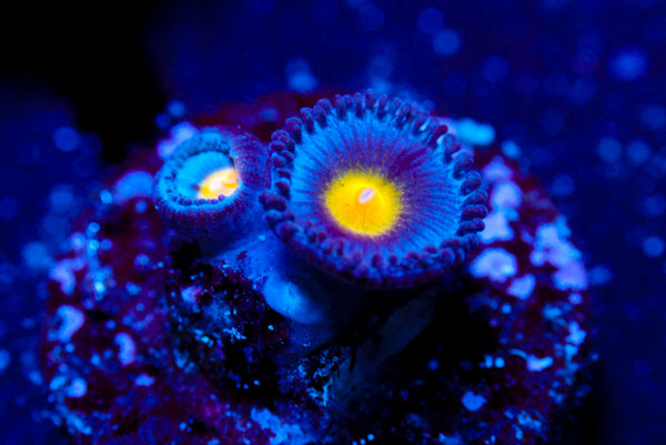 WWC AOI Zoa