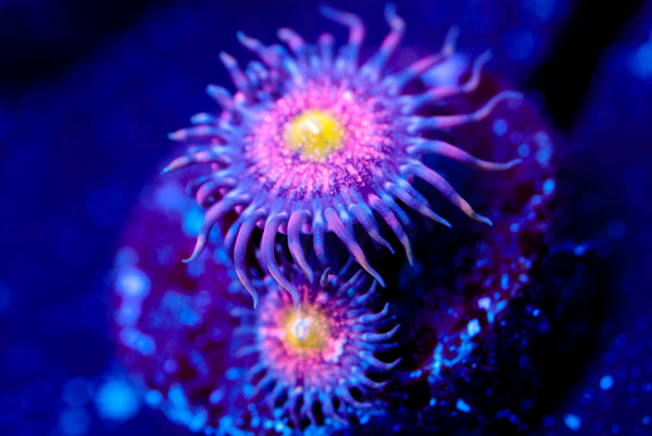 Chong Bong Zoa