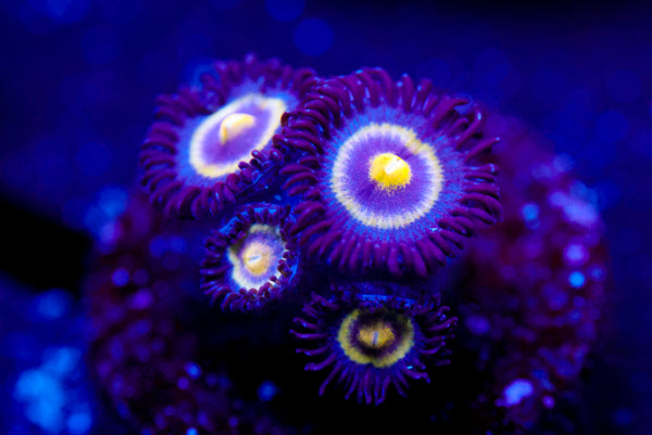 UC Shapeshifter Zoa