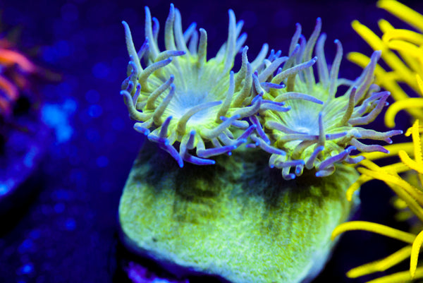 Pagoda Cup Coral