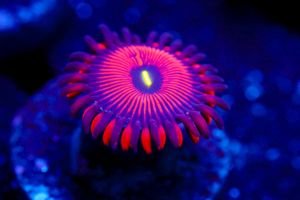 OG People Eater Zoa