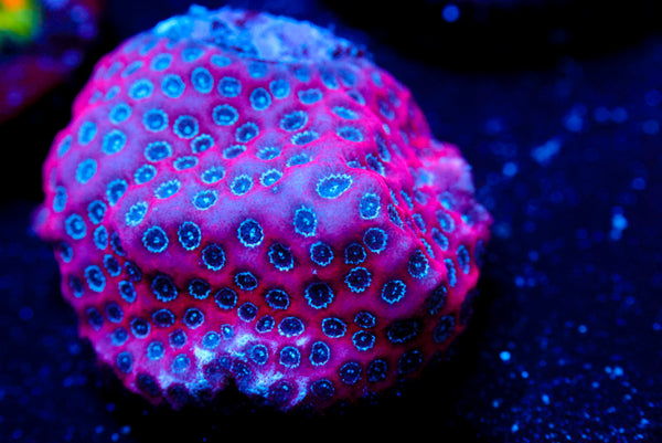 Darth Maul Porites