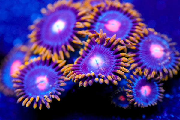 CV Blowpop 2.0 Zoa