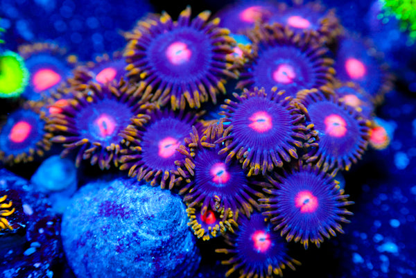 CV Blowpop 2.0 Zoa