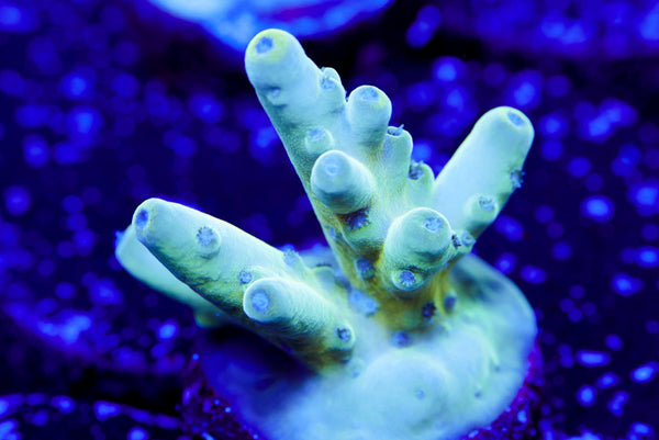 Raising Reef Blue Thunder Acro