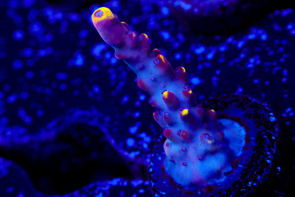 JF Foxflame Acro