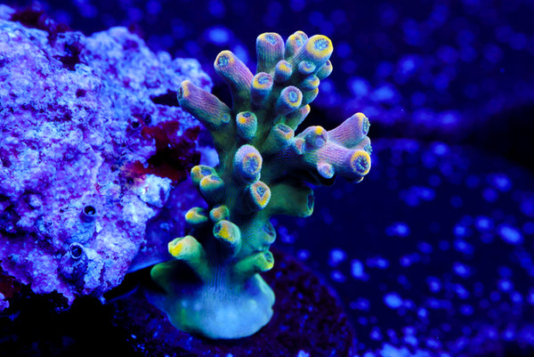 Candyland Acro