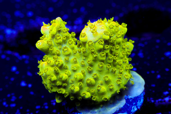 Paletta Pink Tip Acro