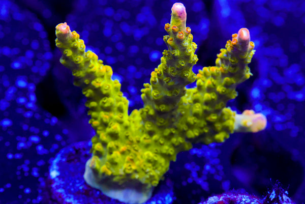 ARC Master Yoda Acro