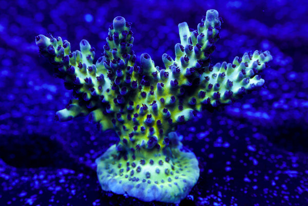 ORA Pearlberry Acro