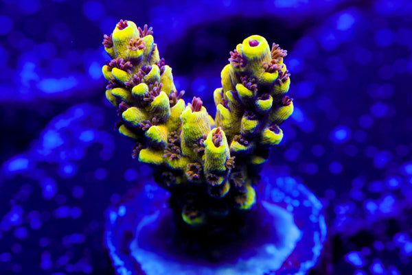 CV Jackfruit Acro