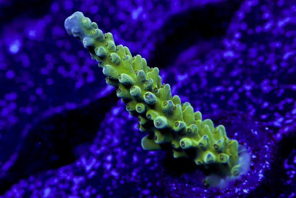 Tricolor Valida Acro