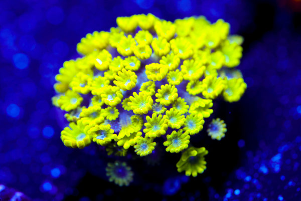 CV Grouch Mini Alveopora