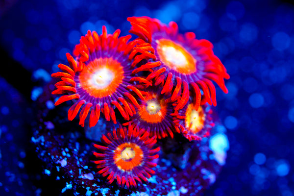 Speckled Fire and Ice Zoa