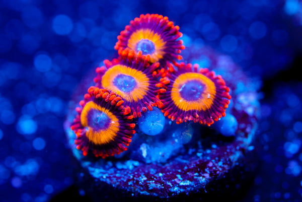Green Star Polyp