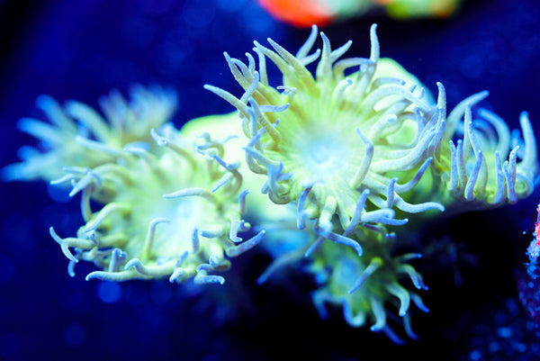 Pagoda Cup Coral