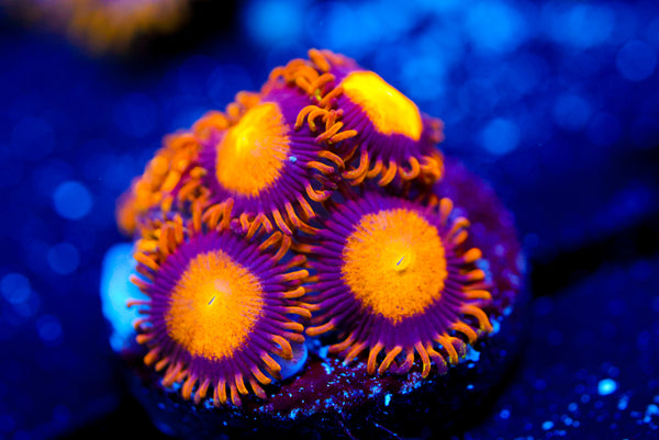 Sunflower Zoa