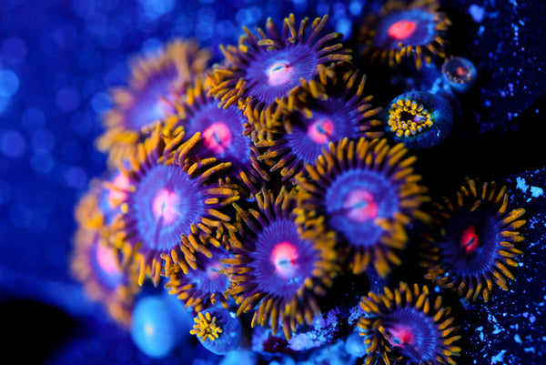 CV Blowpop 2.0 Zoa