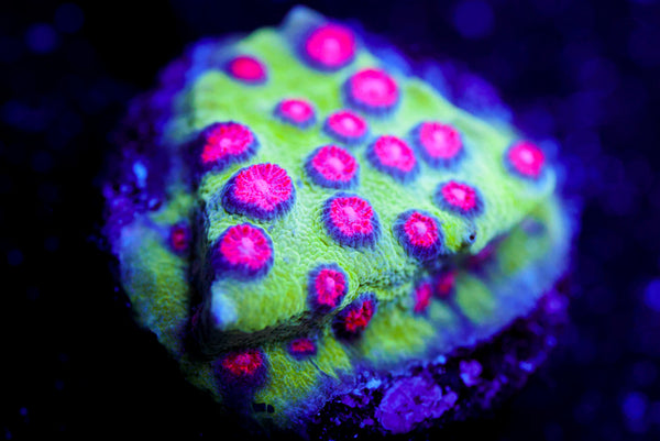 Alien Pox Cyphastrea