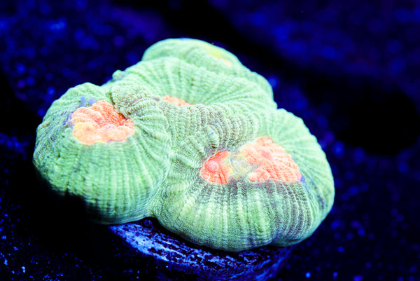 Pleakley Favia