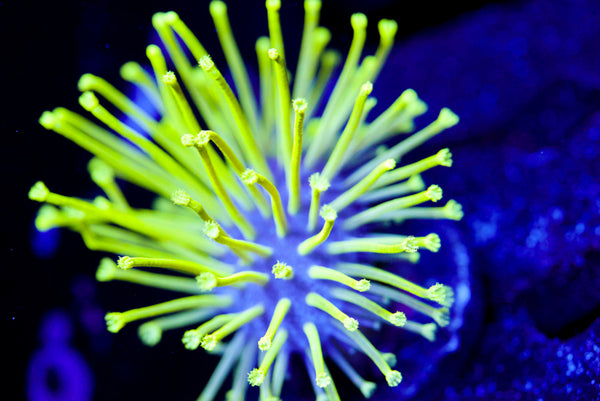 Japanese Deepwater Toadstool