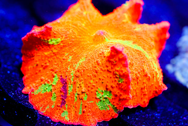 Purple Candy Crush Mushroom (INSANE $$$ GOOD LUCK)