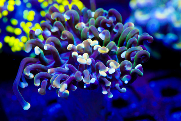 Rainbow Branching Hammer