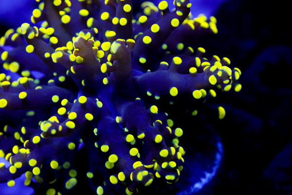 True Yellow Octospawn (Rare)