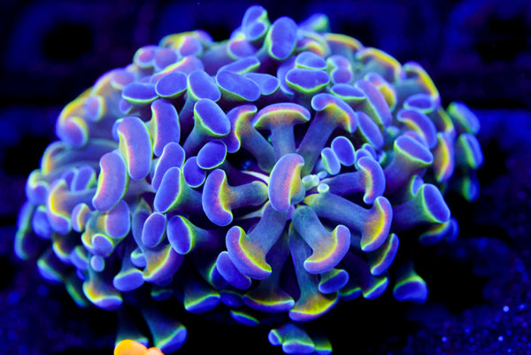 Hologram Branching Hammer