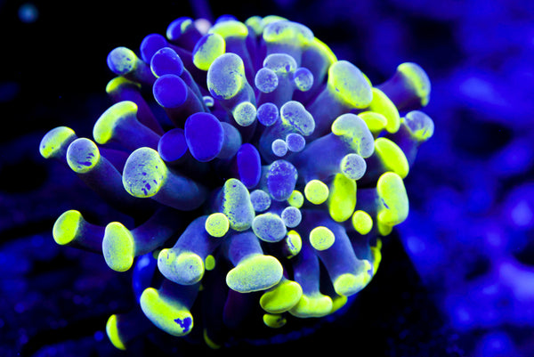 Toxic Splatter Hammer