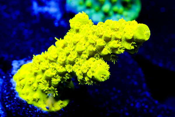 Neon Slimmer