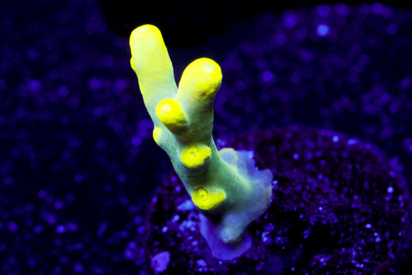 WWC Yoda Acro