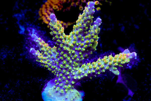 JF Shocktart Acro