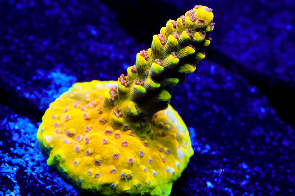 CV Jackfruit Acro