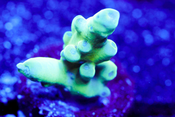 Raising Reef Blue Thunder Acro