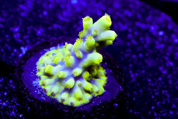 UW Oompa Loompa Splice Acro