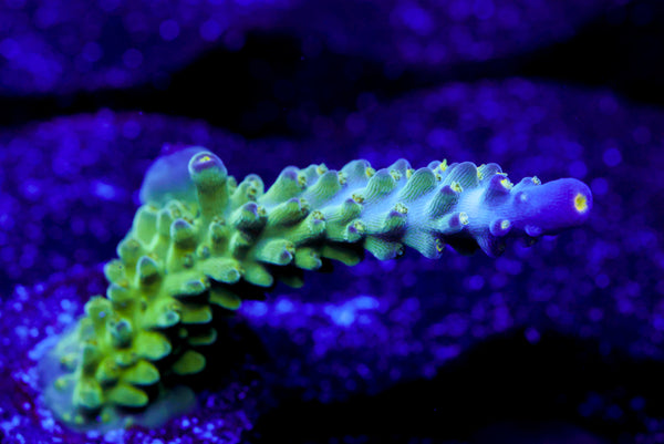 Tricolor Valida Acro