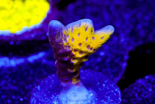 Raising Reef Kiwi Lemon Acro (collector)