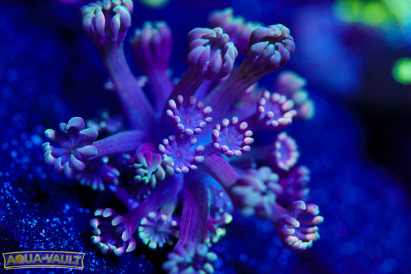 CV Holographic Black Alveopora