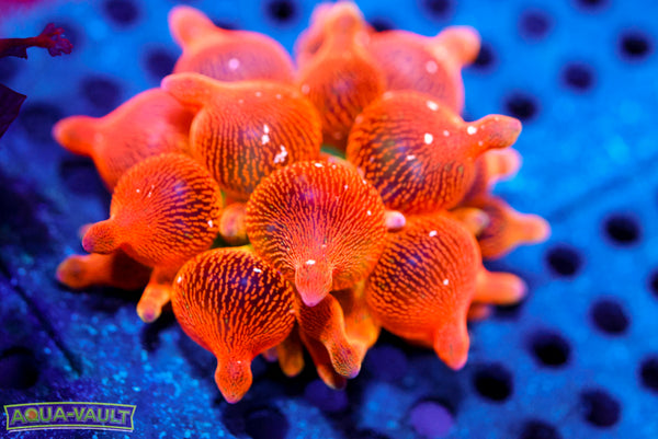 Acid Trip Bubble Tip Nem