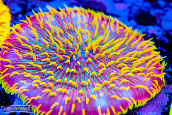 Prismatic Prism Plate Coral