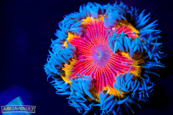 Hot Shot XL Rock Flower