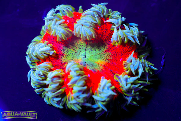 Implosion XL Rock Flower